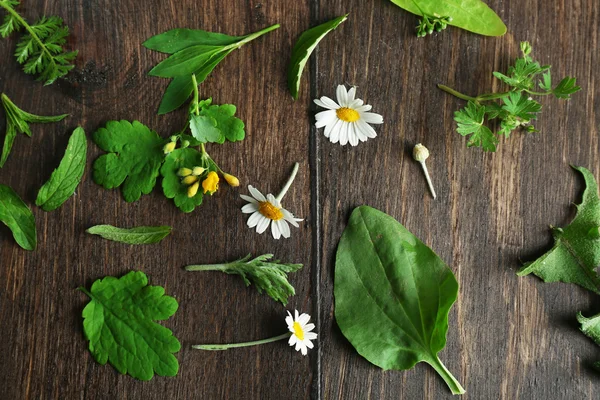 Varie piante medicinali su sfondo di legno — Foto Stock