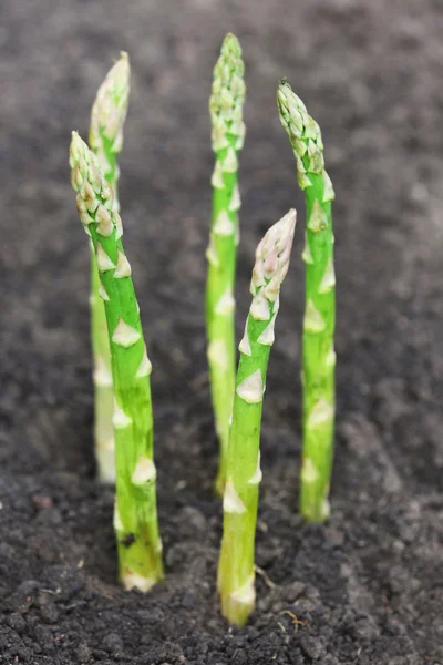 Organic farming asparagus in black soil — Stock Photo, Image