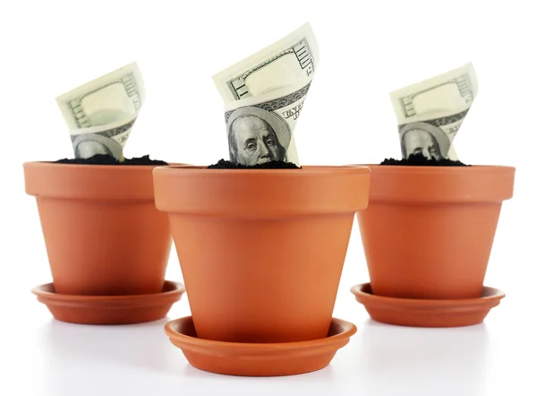 Growing money in flowerpots isolated on white — Stock Photo, Image