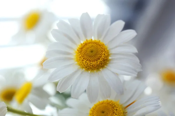 Schöner Strauß Gänseblümchen aus nächster Nähe — Stockfoto