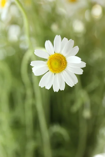 Beautiful bouquet of daisies close up — Stock Photo, Image