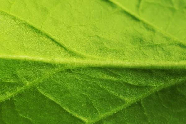 Closeup of green leaf — Stock Photo, Image