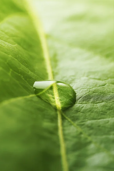 Зелений лист з краплями, крупним планом — стокове фото