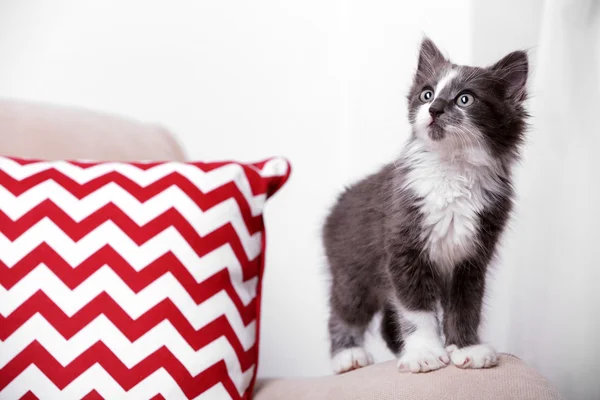 Mignon chaton gris sur le canapé à la maison — Photo