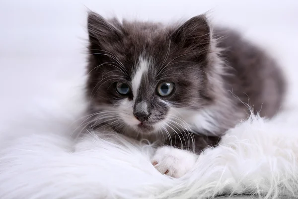 Leuk grijze katje op tapijt op de vloer thuis — Stockfoto