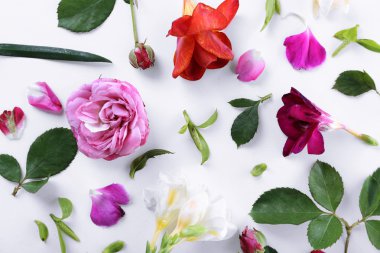 yaprakları ve beyaz arka planda, closeup bahar çiçekleri yaprakları