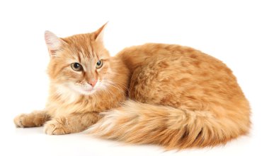 Kırmızı kedi beyaz arkaplanda izole edildi