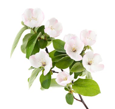 elma ağacı dalı üzerine beyaz izole çiçekleri ile