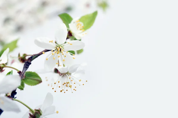 Flowering branch isolated on white — Stock Photo, Image