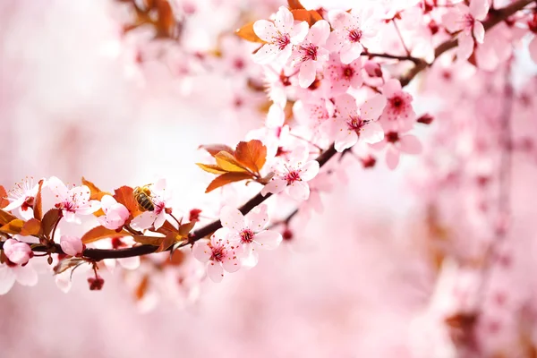 Flores de cerezo sobre el fondo borroso de la naturaleza, de cerca — Foto de Stock