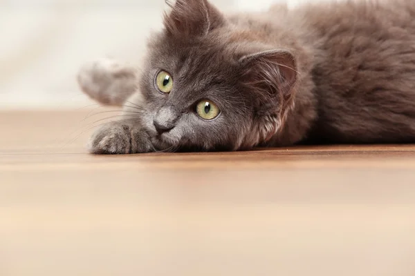 Carino gattino grigio sul pavimento a casa — Foto Stock