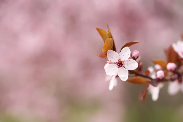 Cherry blossoms over blurred nature background, close up — Stock Photo, Image