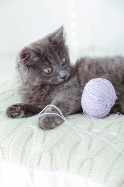 Lindo gatito gris en el alféizar de ventana en casa — Foto de Stock