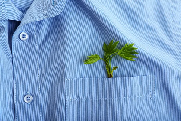 Twig with fresh leaves in shirt pocket, close up — Stock Photo, Image