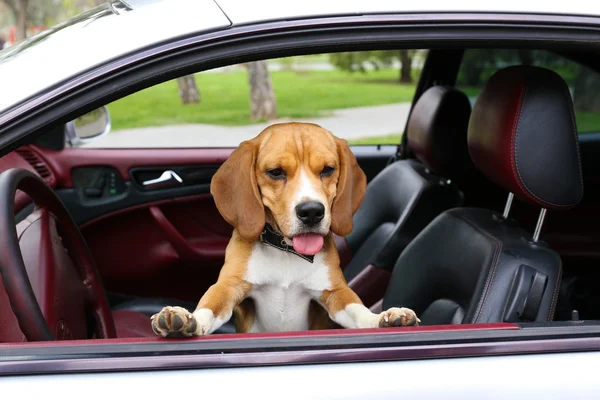 Cão engraçado bonito no carro — Fotografia de Stock