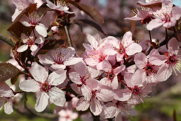 Galhos de árvore florescendo com flores rosa na primavera — Fotografia de Stock