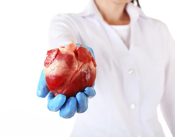 Сердце в руке врача изолировано на белом — стоковое фото