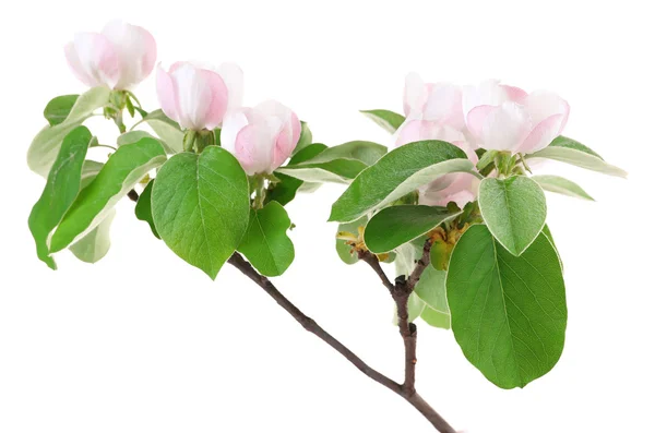 Rama de manzano con flores, aislado en blanco — Foto de Stock