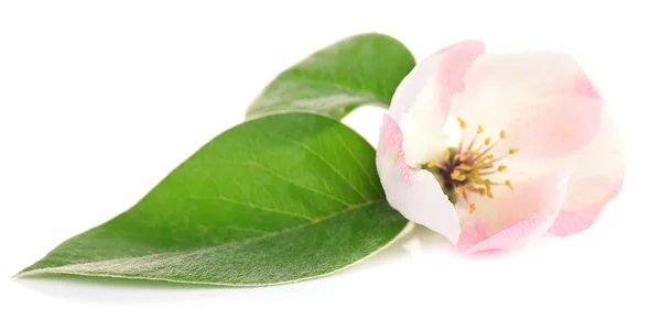 Flor de manzana con hojas, aislada en blanco — Foto de Stock