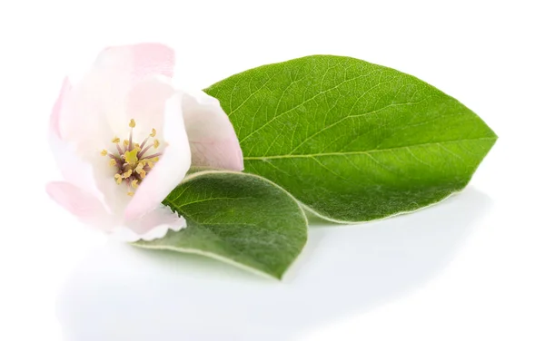 Flor de maçã com folhas, isolado em branco — Fotografia de Stock