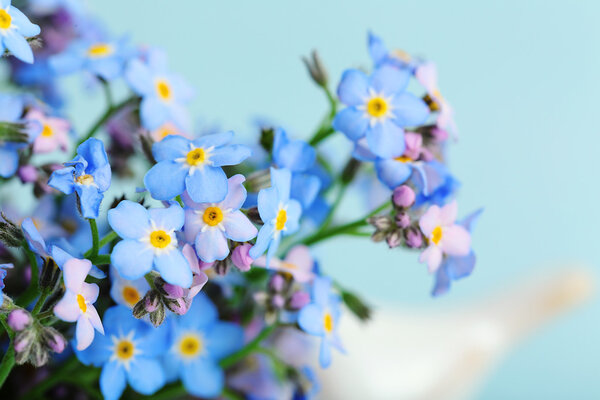 Forget-me-nots flowers on blue background