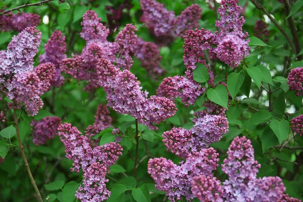 Beautiful lilac in garden — Stock Photo, Image