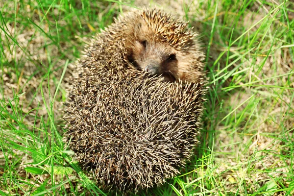 Igel auf grünem Gras — Stockfoto