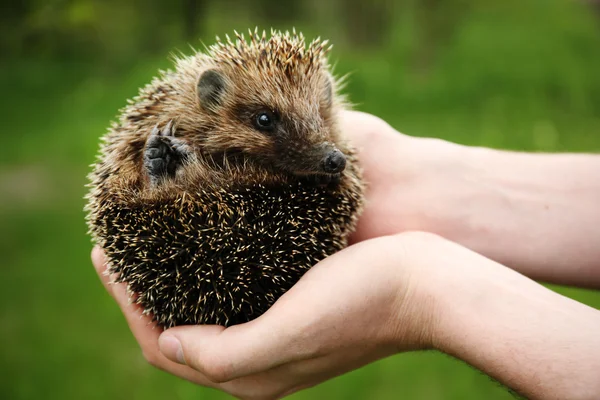 Hände halten Igel im Freien — Stockfoto