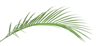 güzel palmiye yaprağı