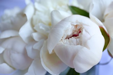 Güzel beyaz peonies