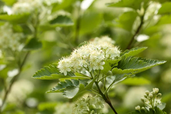 White flowers of blooming rowan tree — Stock Photo, Image