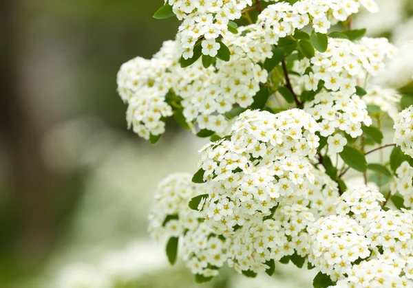 Vita blommor av blommande Rönn träd — Stockfoto