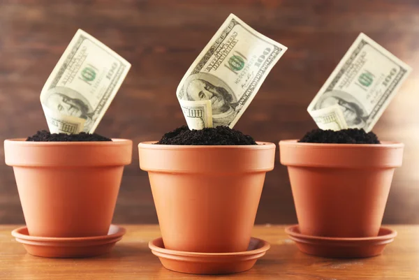 Growing money in flowerpots — Stock Photo, Image