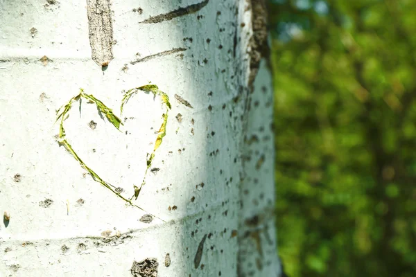 หัวใจสลักในต้นไม้ — ภาพถ่ายสต็อก