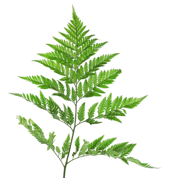 Green fern leaf — Stock Photo, Image