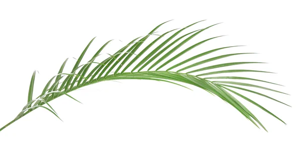 Beautiful palm leaf — Stock Photo, Image