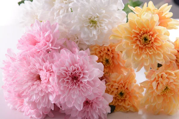 Colorful chrysanthemum — Stock Photo, Image