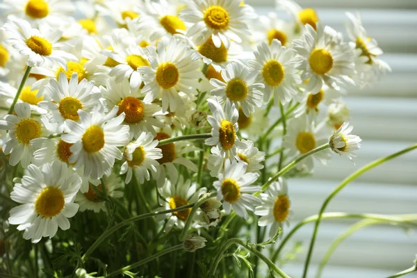 ヒナギクの美しい花束 — ストック写真