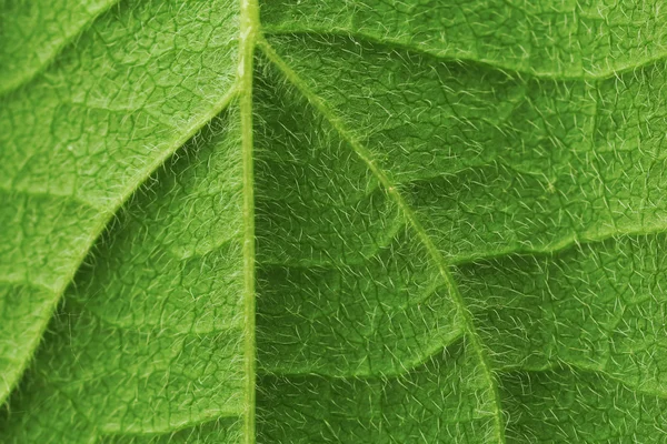 Green leaf background — Stock Photo, Image