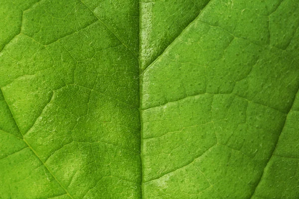 Grönt blad bakgrund — Stockfoto