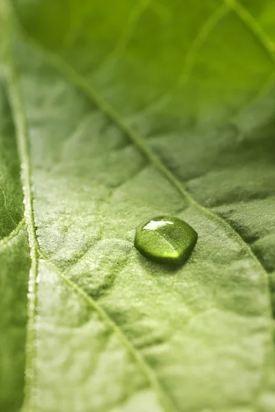 Gröna blad med droppe — Stockfoto