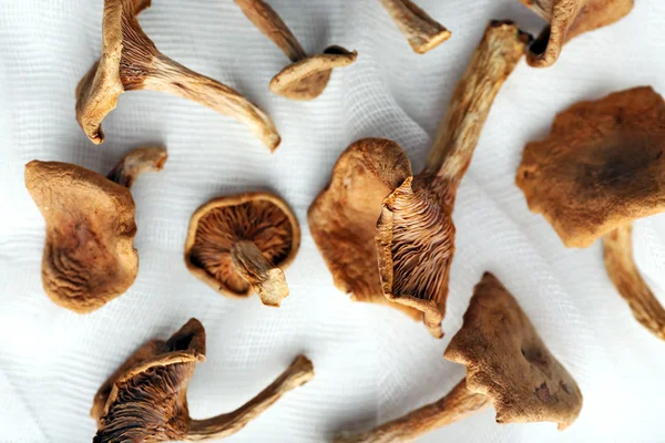 Сушені гриби на білій тканині, крупним планом — стокове фото