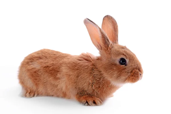 Petit lapin isolé sur blanc — Photo