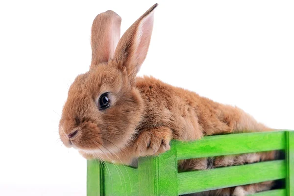 Kleines Kaninchen in Holzkiste isoliert auf weiß — Stockfoto