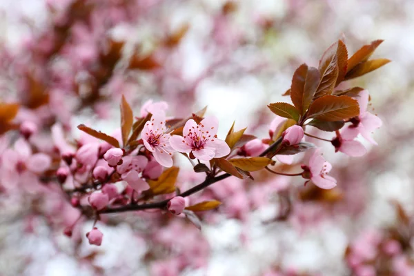 Blooming tree twigs with pink flowers in spring close up — Stock Photo, Image