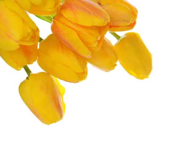 Gyönyörű csokor elszigetelt fehér sárga tulipánok — Stock Fotó
