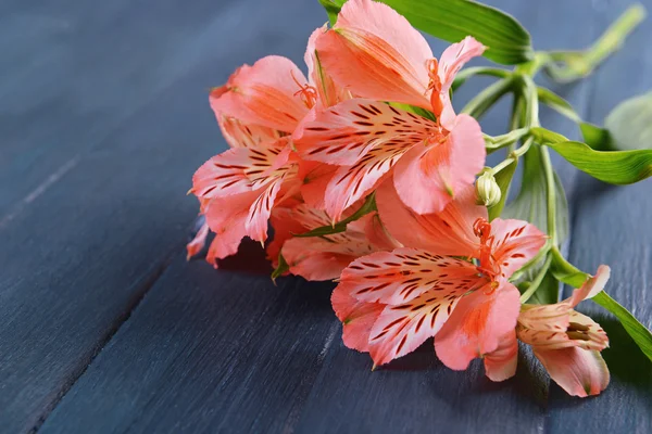 Schöne Alstroemeria auf Holzgrund — Stockfoto