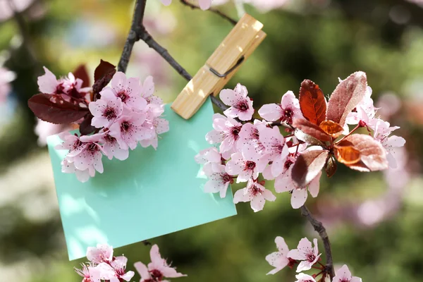 Tarjeta en blanco colgando en el árbol al aire libre —  Fotos de Stock