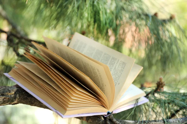 Книга на ветке дерева, крупным планом — стоковое фото