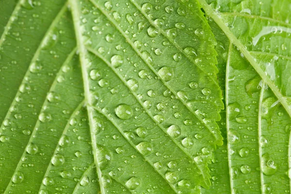 Lindas folhas verdes com gotas de água perto — Fotografia de Stock